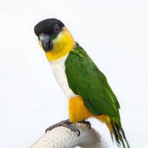 каик
