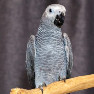 Ручной попугай Жако Ручной попугай Жако